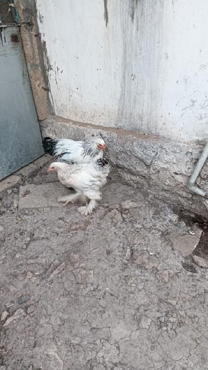 થંબનેલ 2