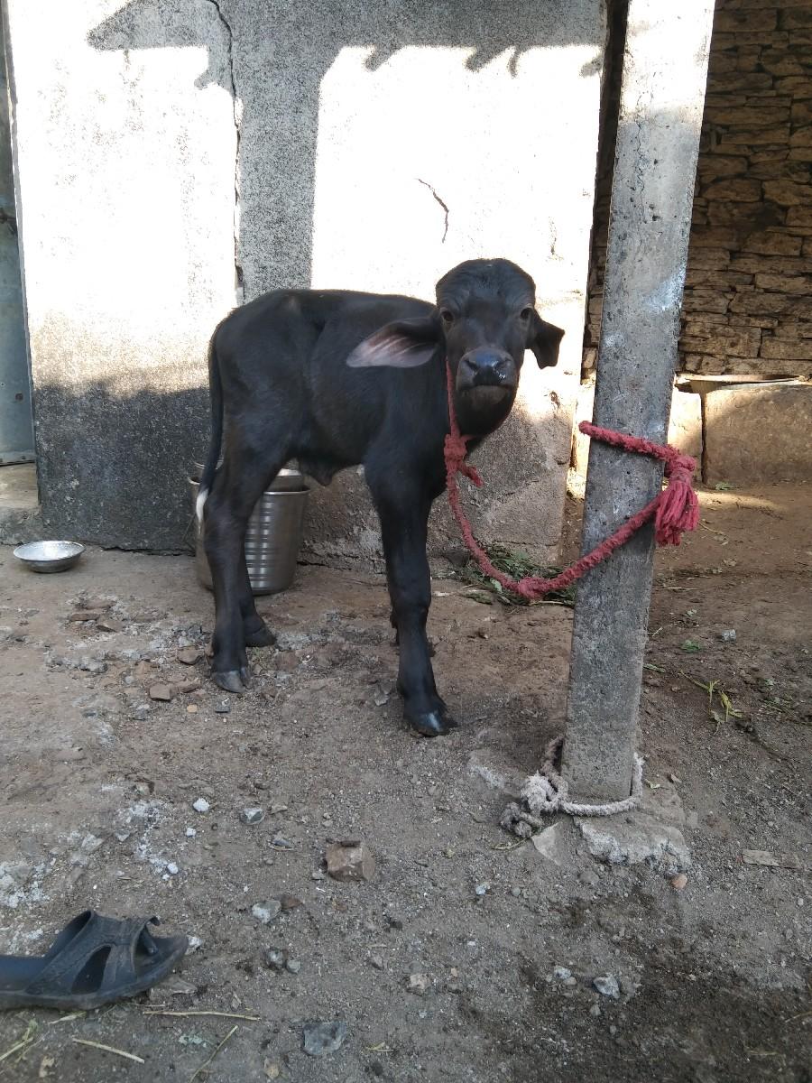 પાડો વેચવાનો છે