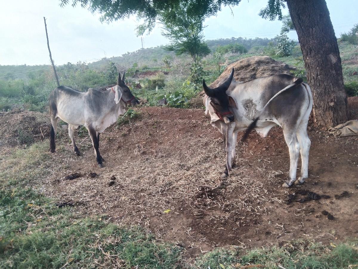 થંબનેલ 2