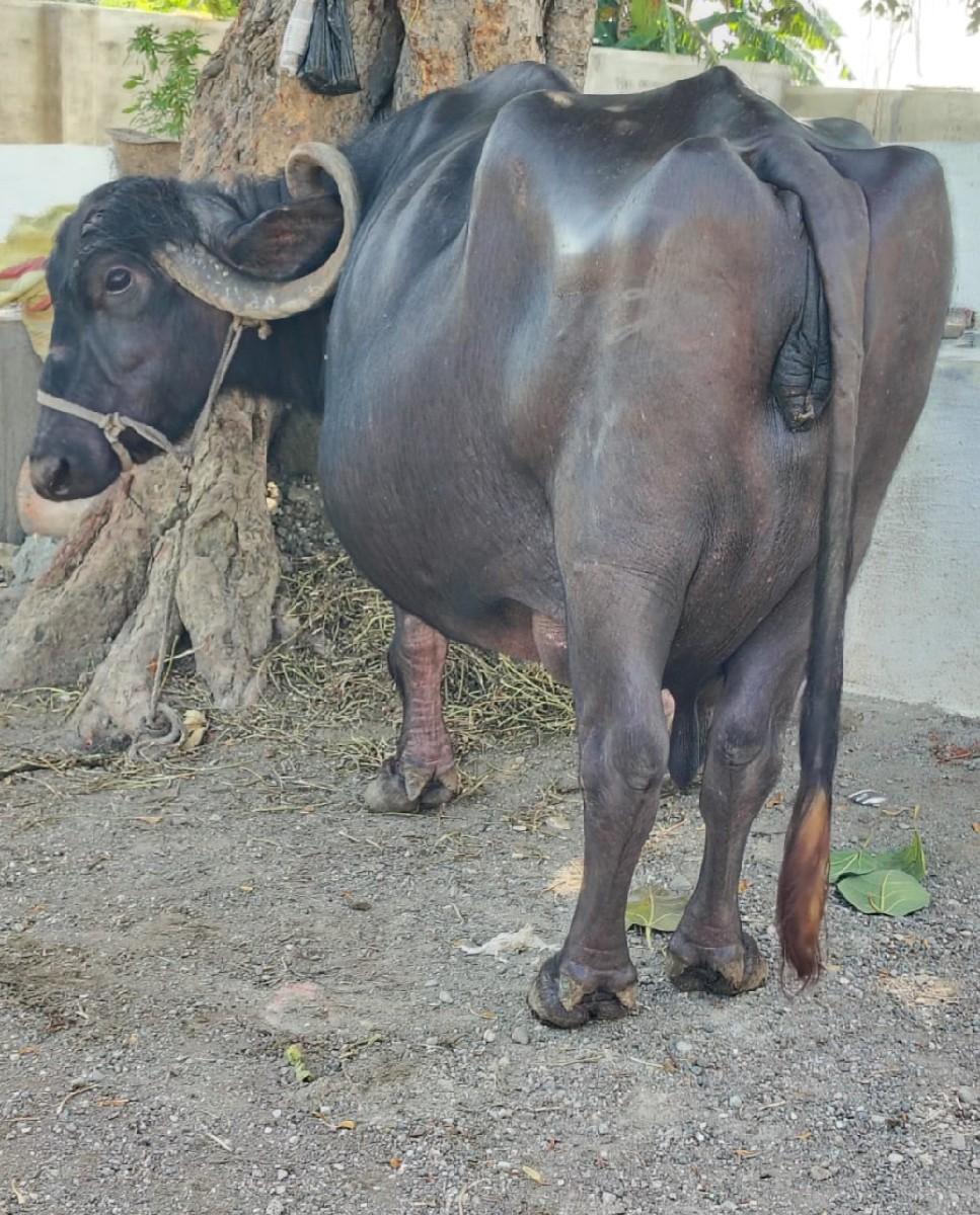 ભેંસ વેચવાની છે