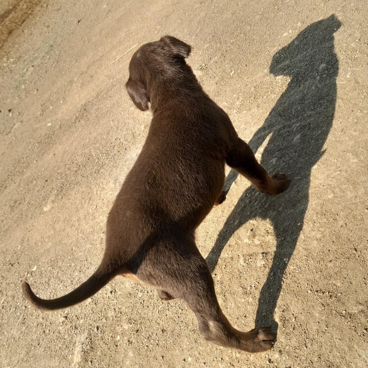 કુતરી વેસવાનીછે