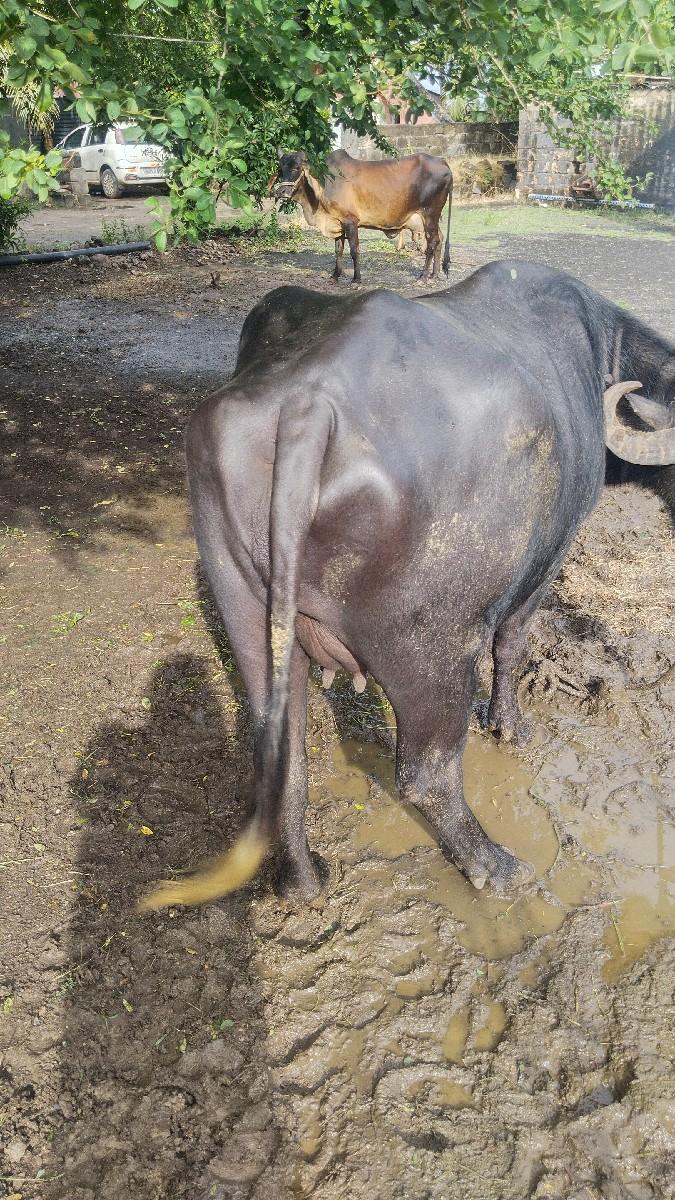 થંબનેલ 3