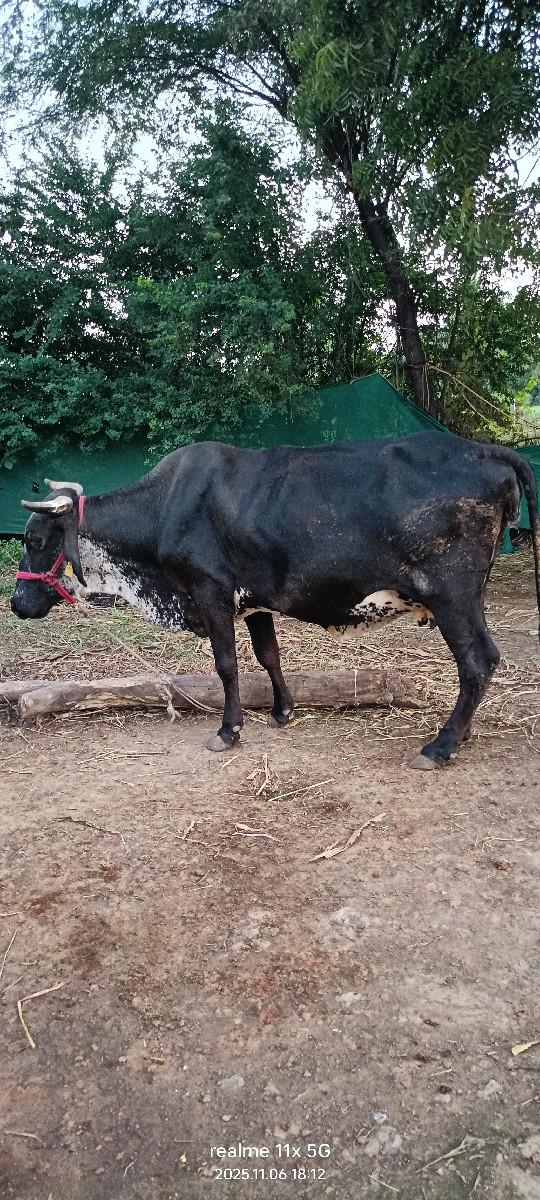 જળશી ગાય વેચવાની છે