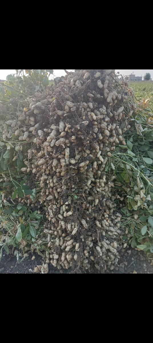 બીમા માડવી વેશવાની શે