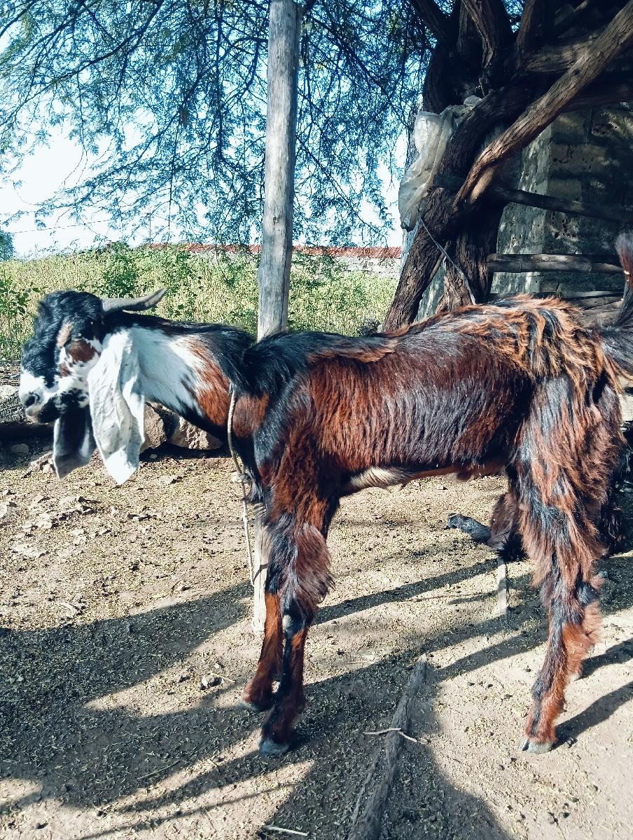 થંબનેલ 3