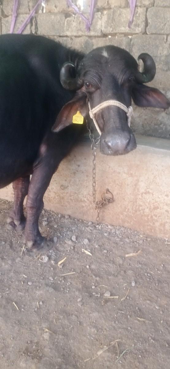 થંબનેલ 3