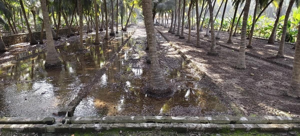 નારયેલી નો બગીચો આપવાનો છે.