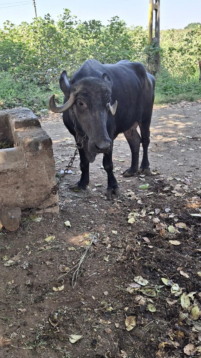 ભેંસ વેચવા ની છે પેલુ વેતર