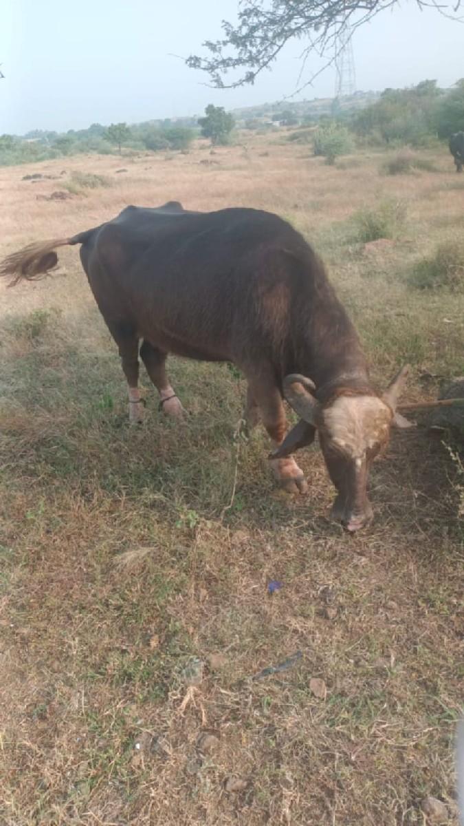 થંબનેલ 3