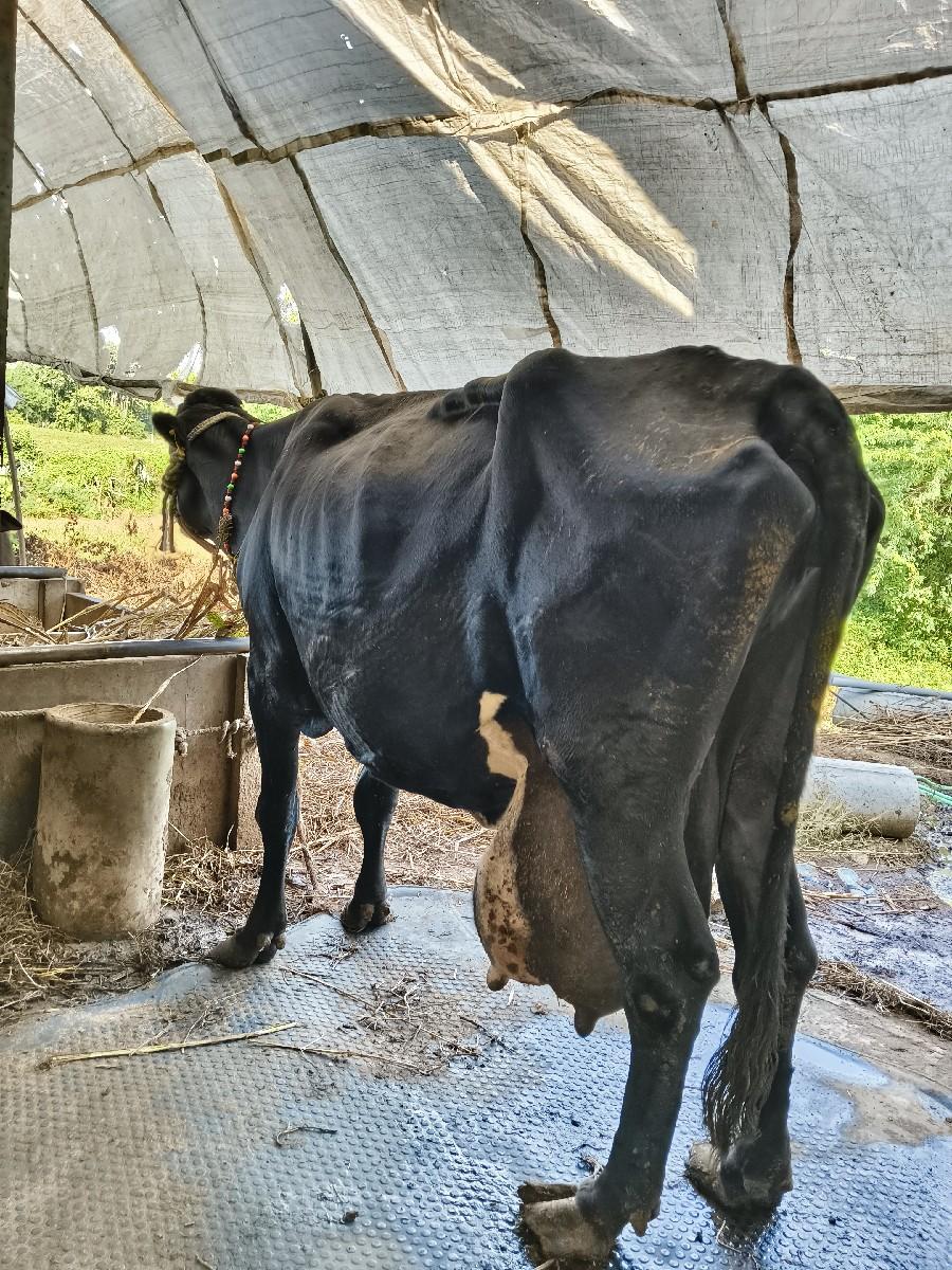 થંબનેલ 2