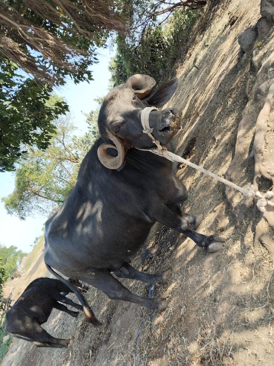 થંબનેલ 2