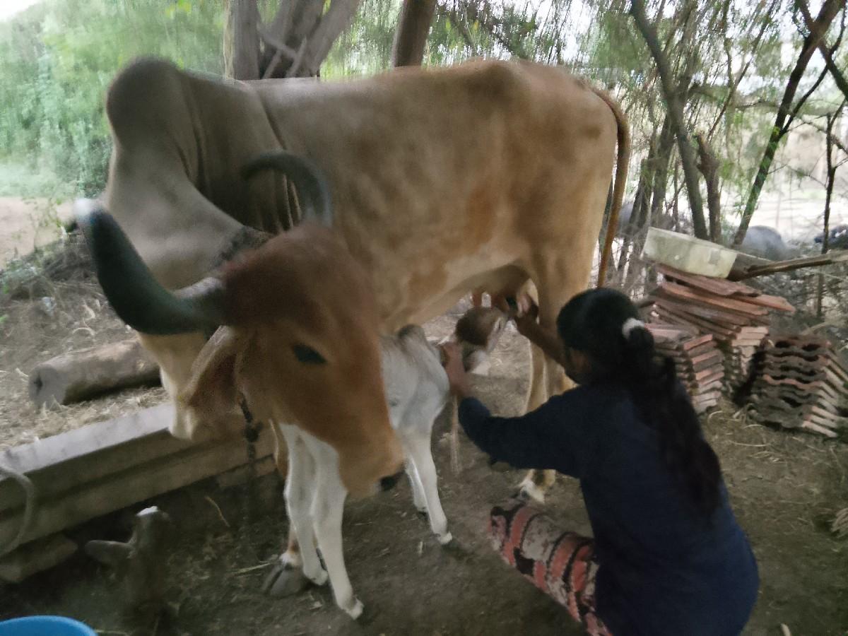 થંબનેલ 4