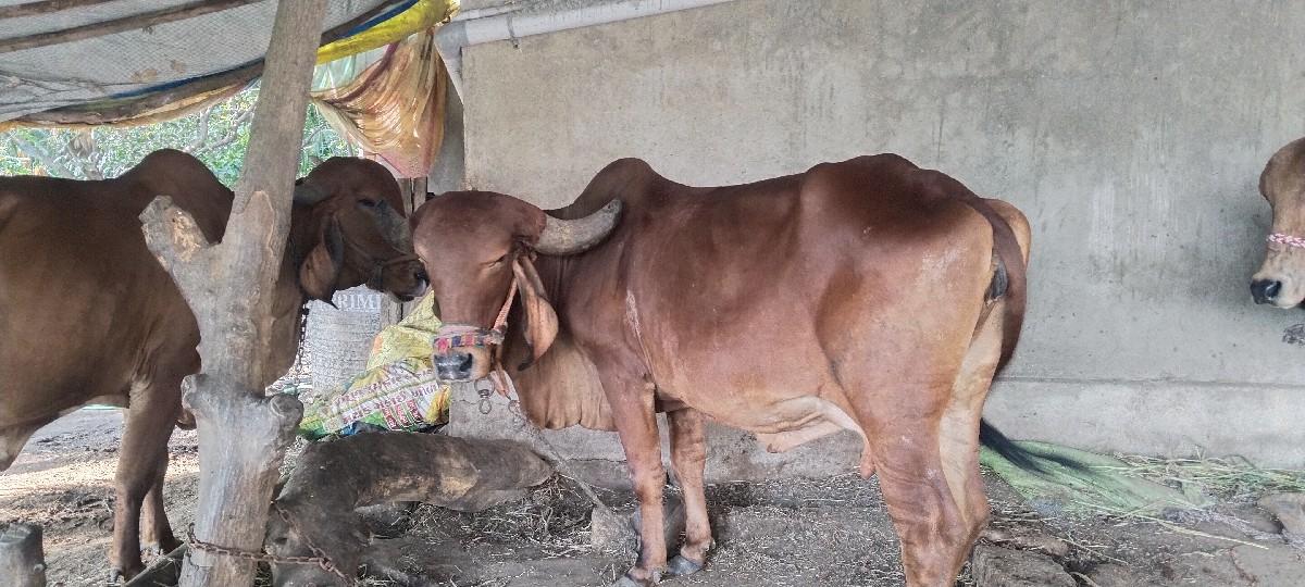 થંબનેલ 2