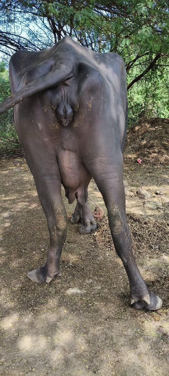 થંબનેલ 2