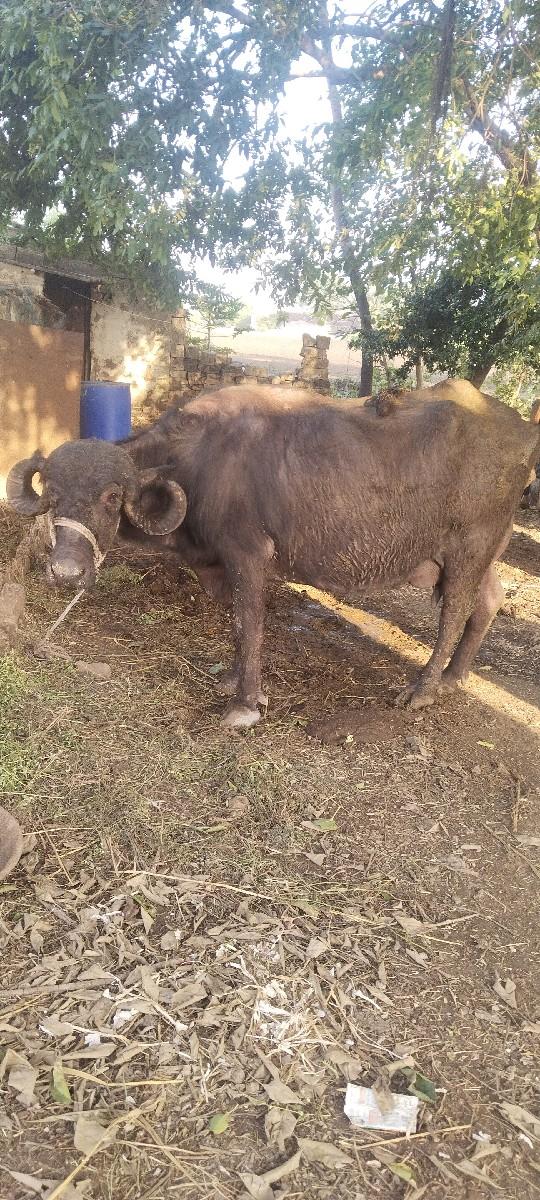 ભેંસ વેચવાની છે