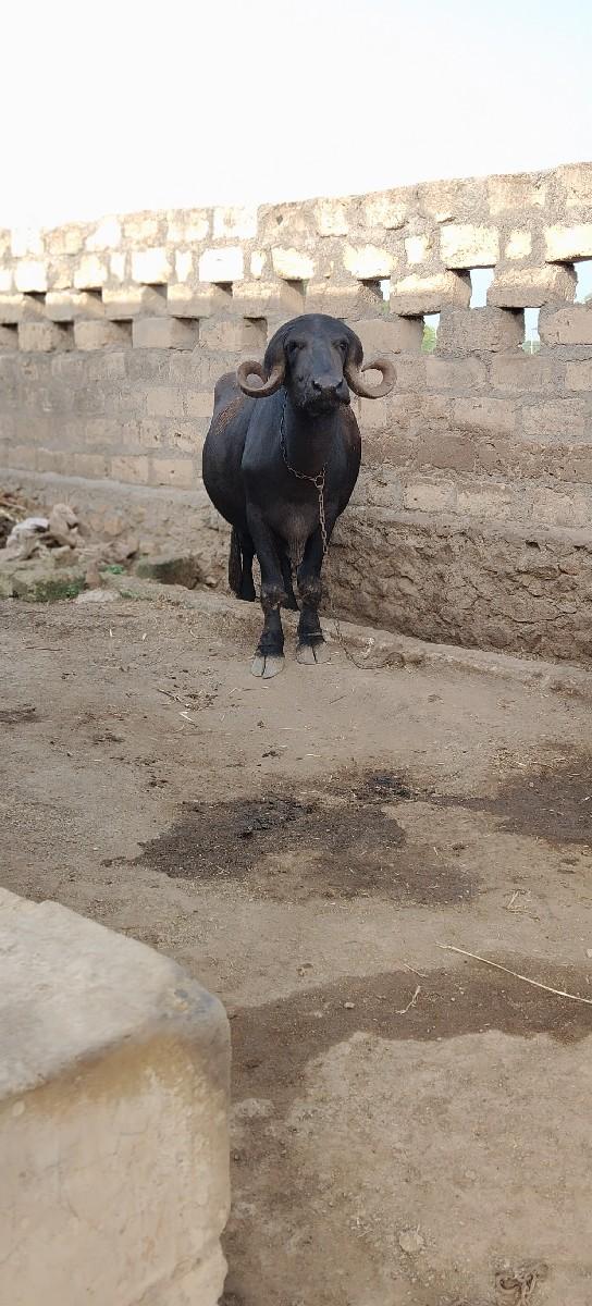 ખડેલી દેવાની સે