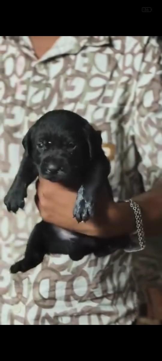 Labrador female 3 se