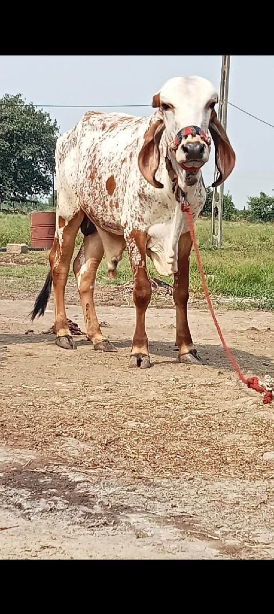 થંબનેલ 3