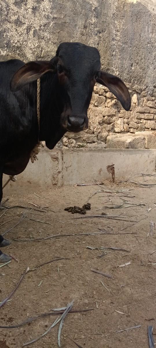 થંબનેલ 3