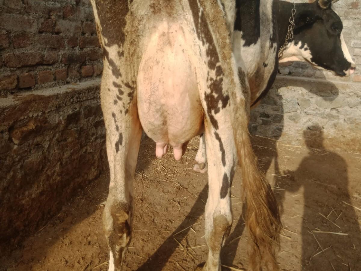 થંબનેલ 2