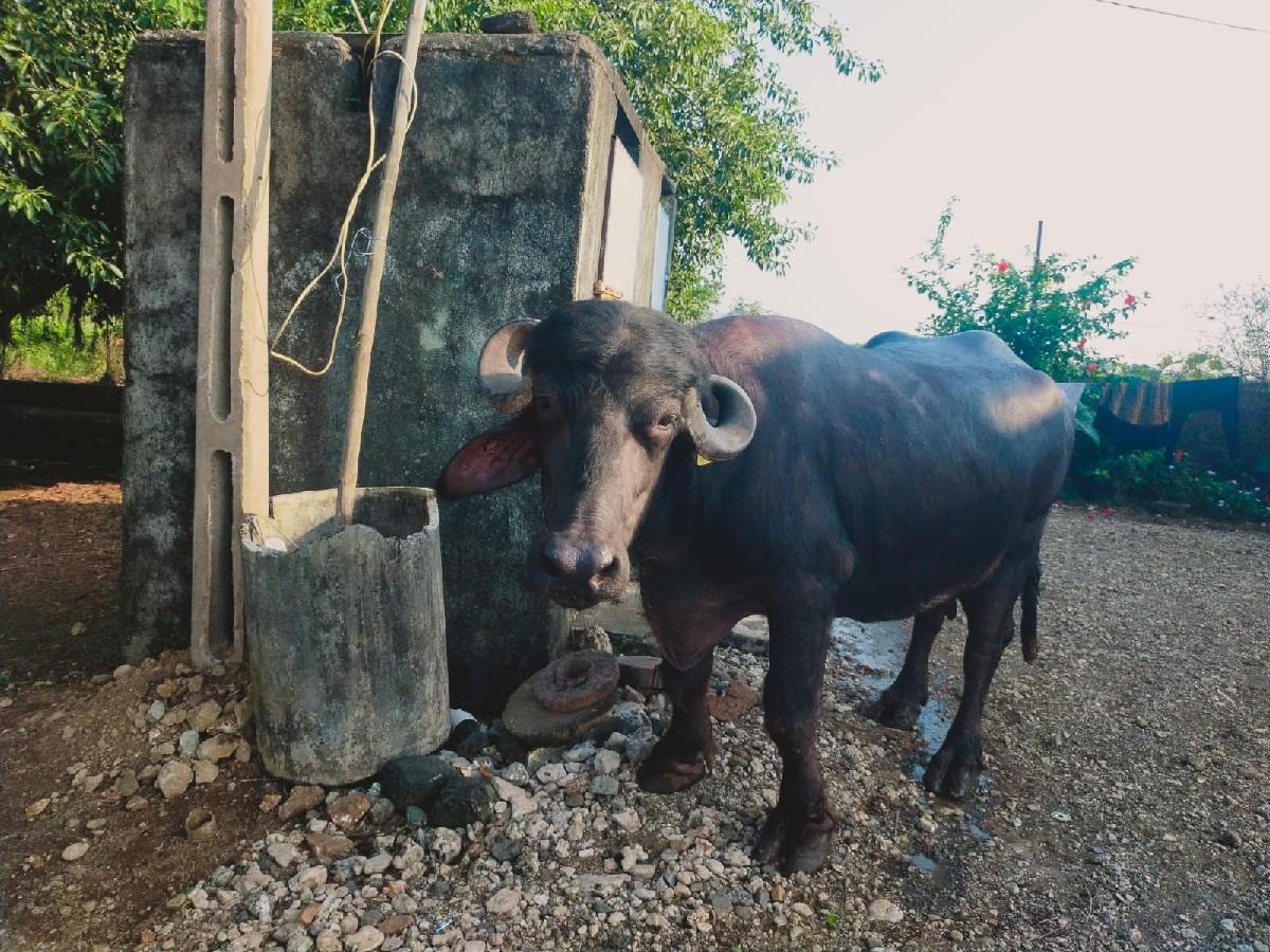 થંબનેલ 3