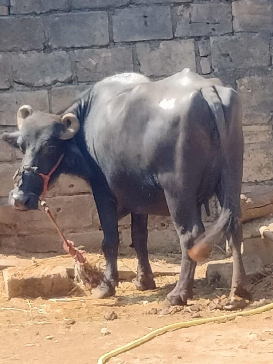 થંબનેલ 2