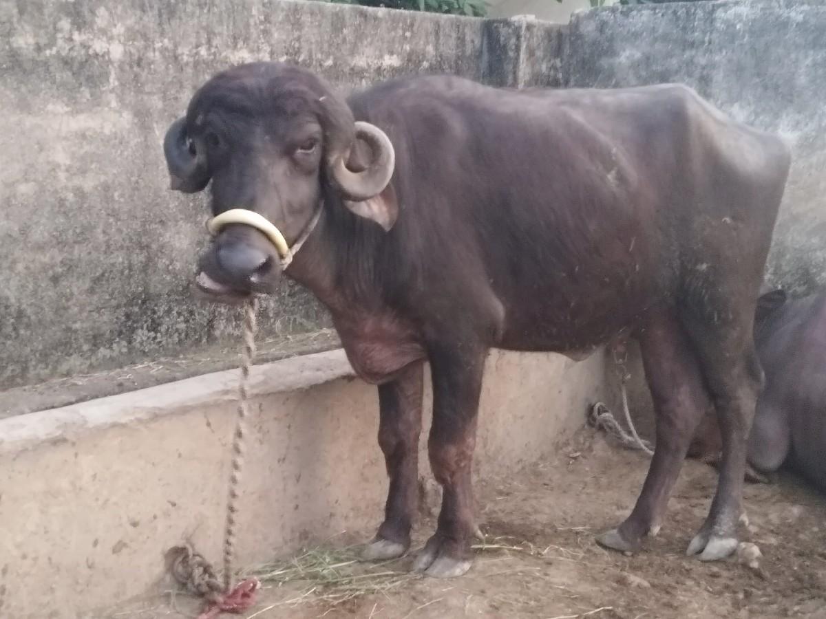 ખડેલી વેચવાની છે