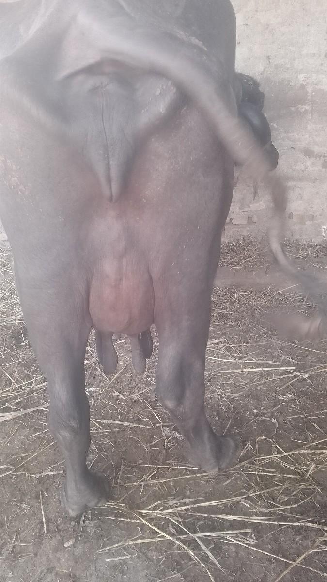 થંબનેલ 2