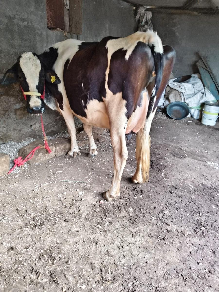 આ બે ગાયુ વેચવાની છે