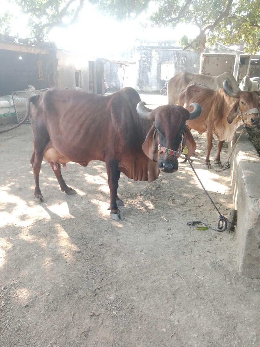 થંબનેલ 3