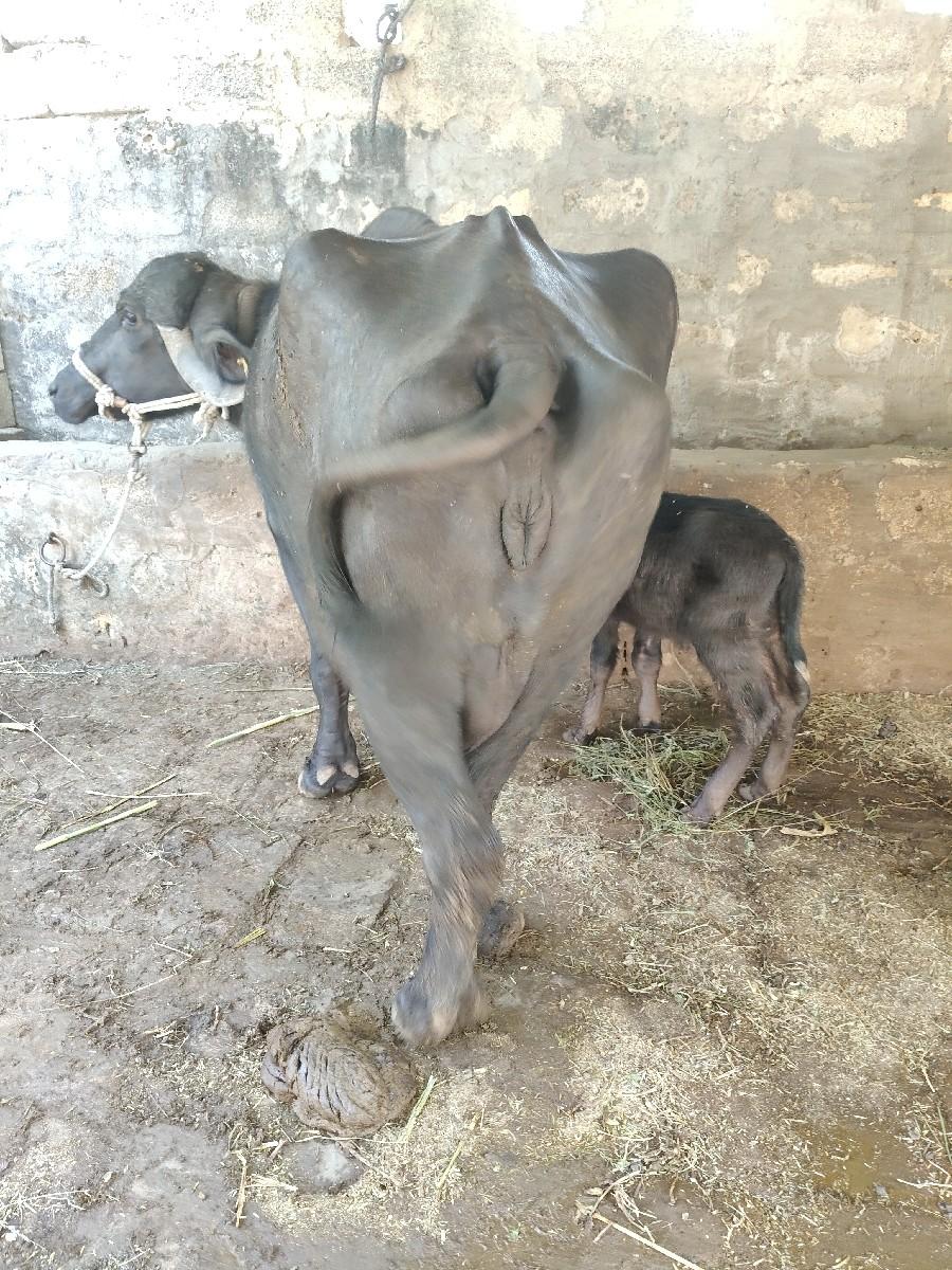 થંબનેલ 2