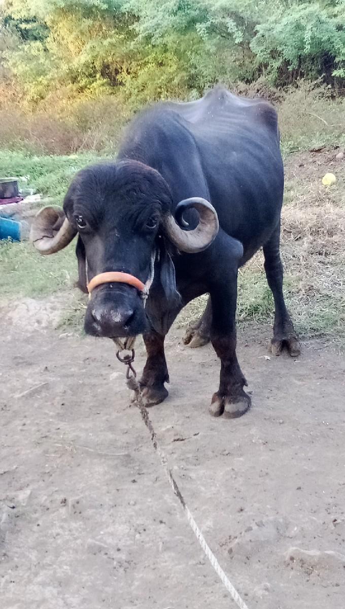 કિંમત 38,000