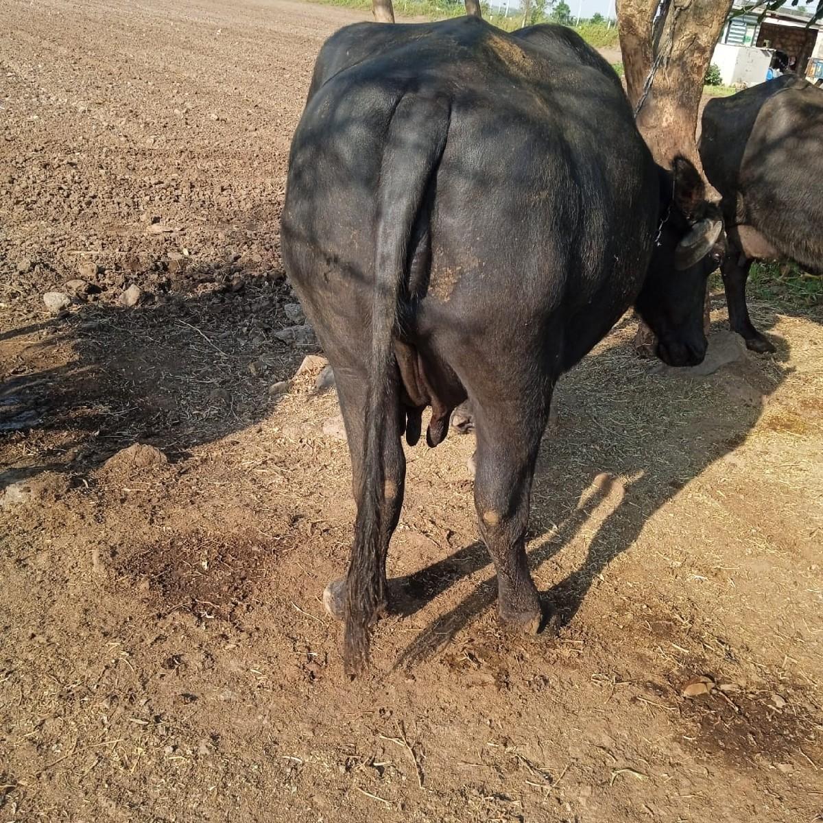 થંબનેલ 3