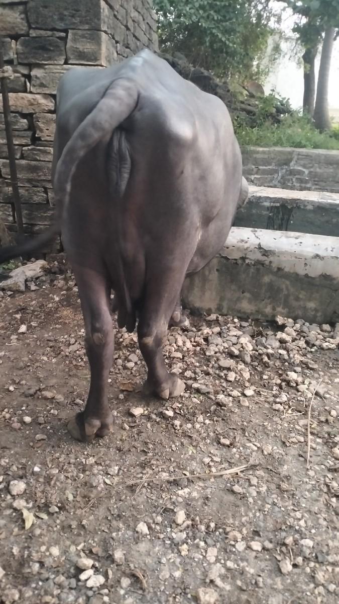 થંબનેલ 2