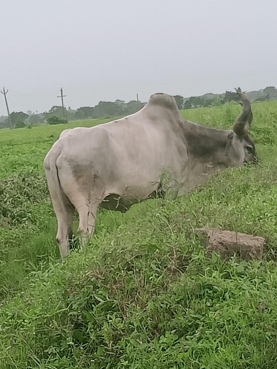 થંબનેલ 3