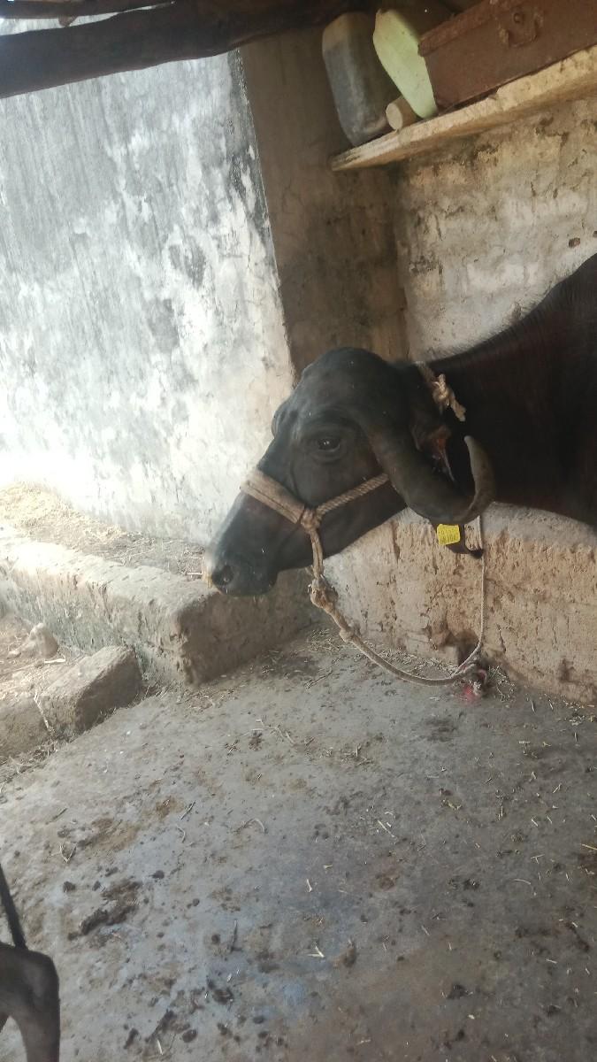 થંબનેલ 3