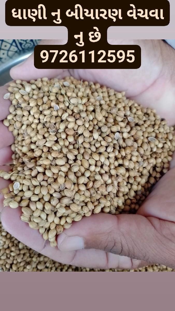 ધાણી નુ બીયારણ વેચવા નુ છે