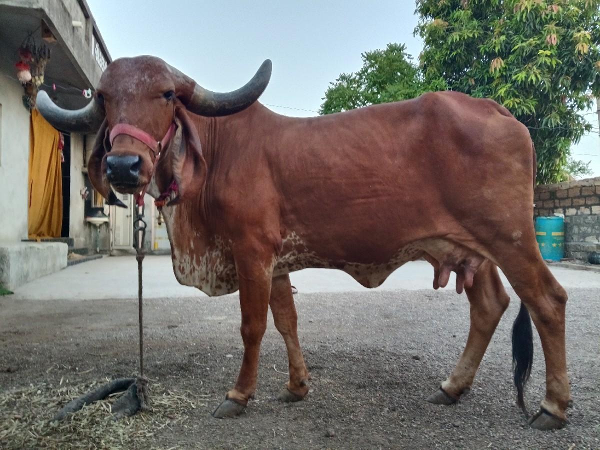 થંબનેલ 3