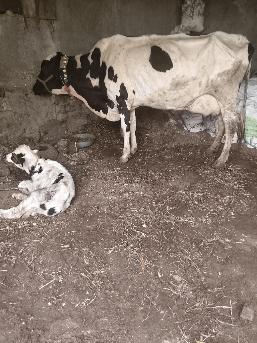 થંબનેલ 2