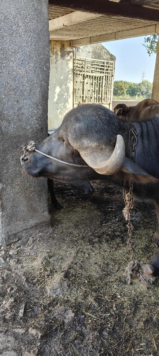 જોત્વા પૂંજાભાઈ નારણભાઈ