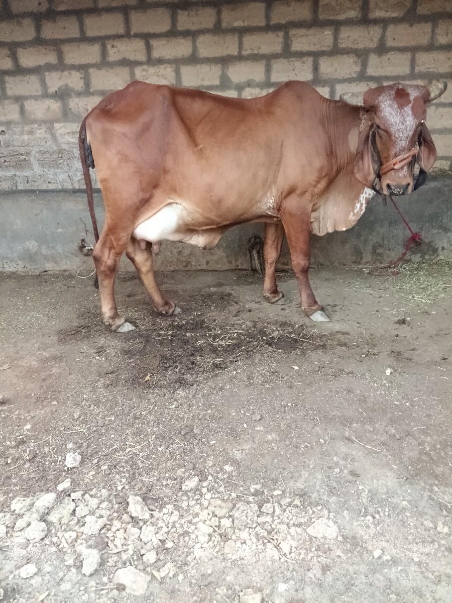 ગા વેચવાની છે