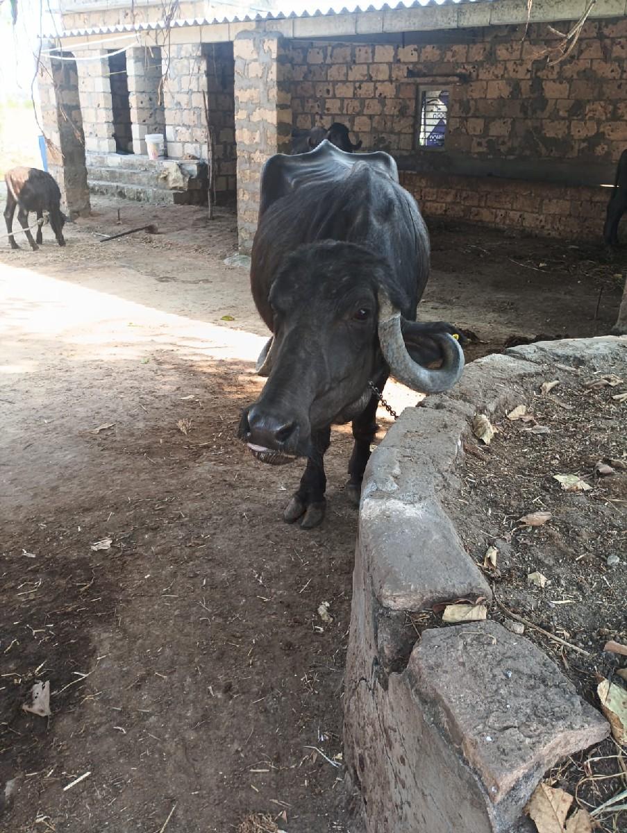 થંબનેલ 3