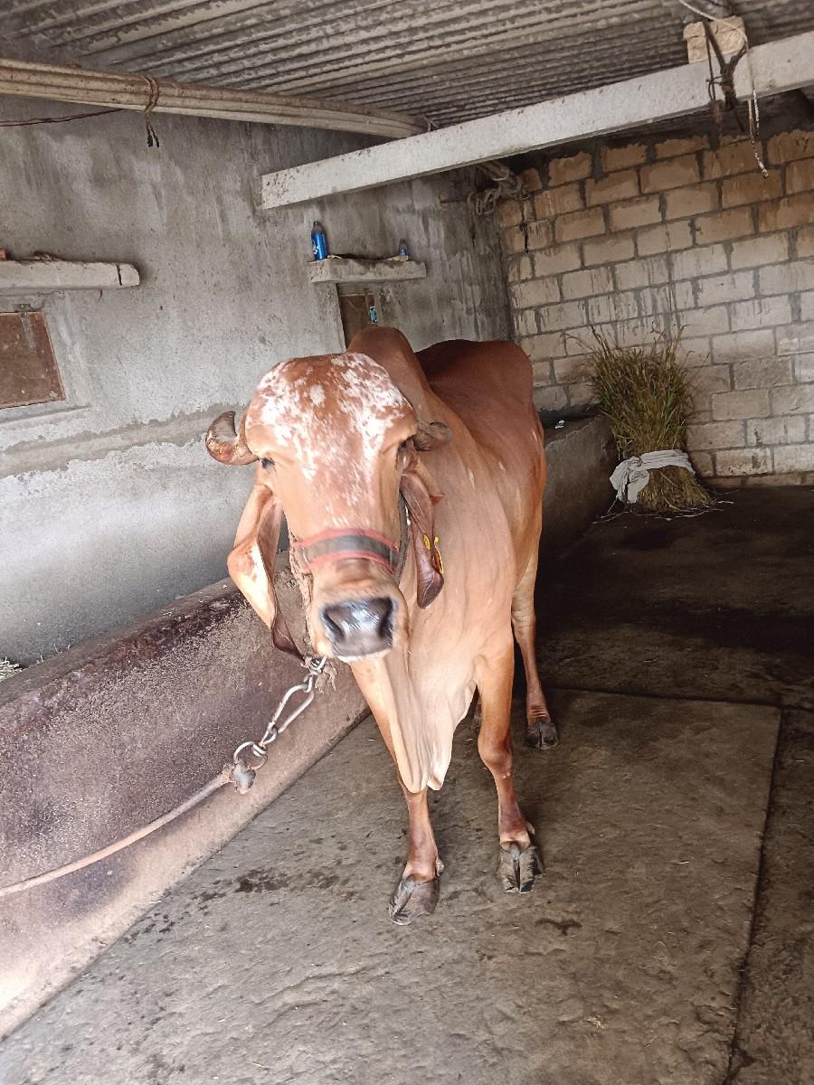 થંબનેલ 2