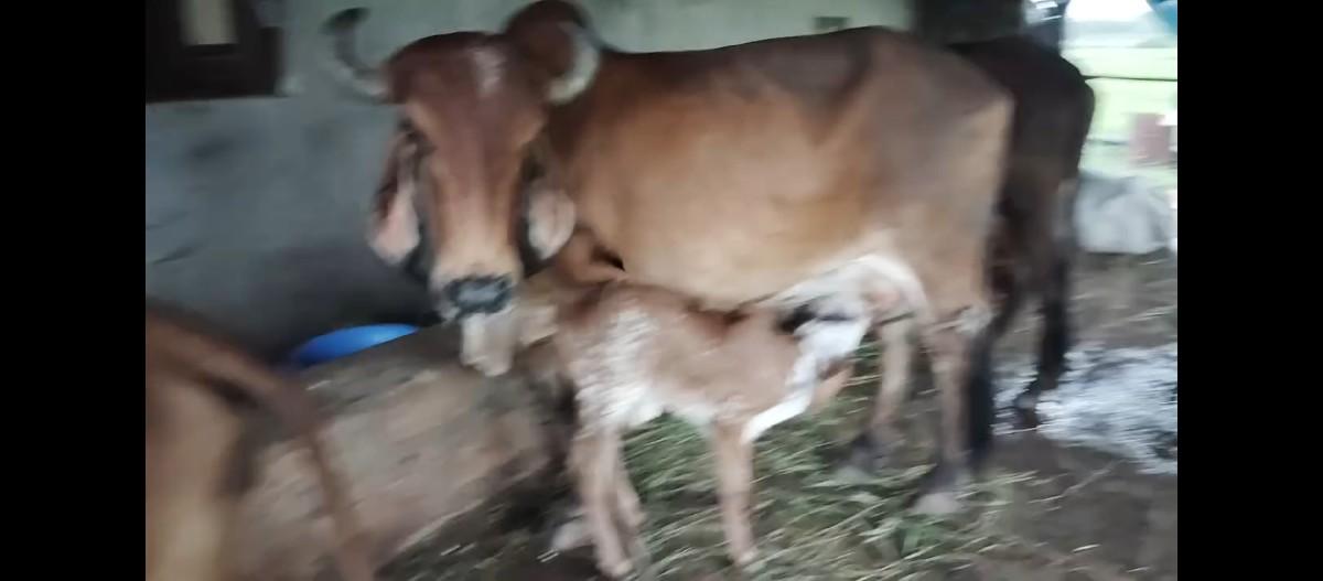 થંબનેલ 2