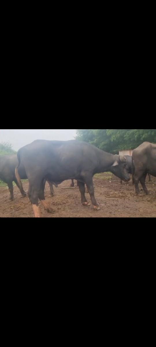 થંબનેલ 2