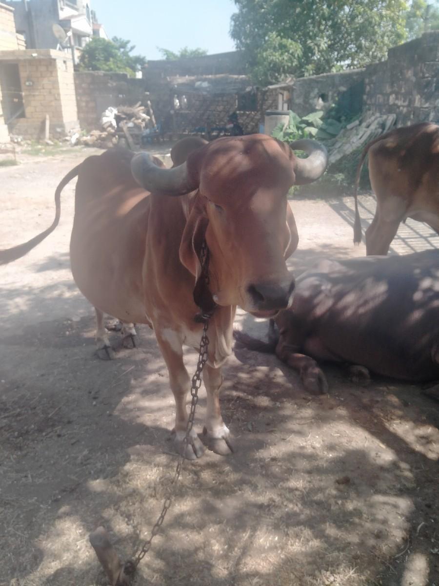 થંબનેલ 2