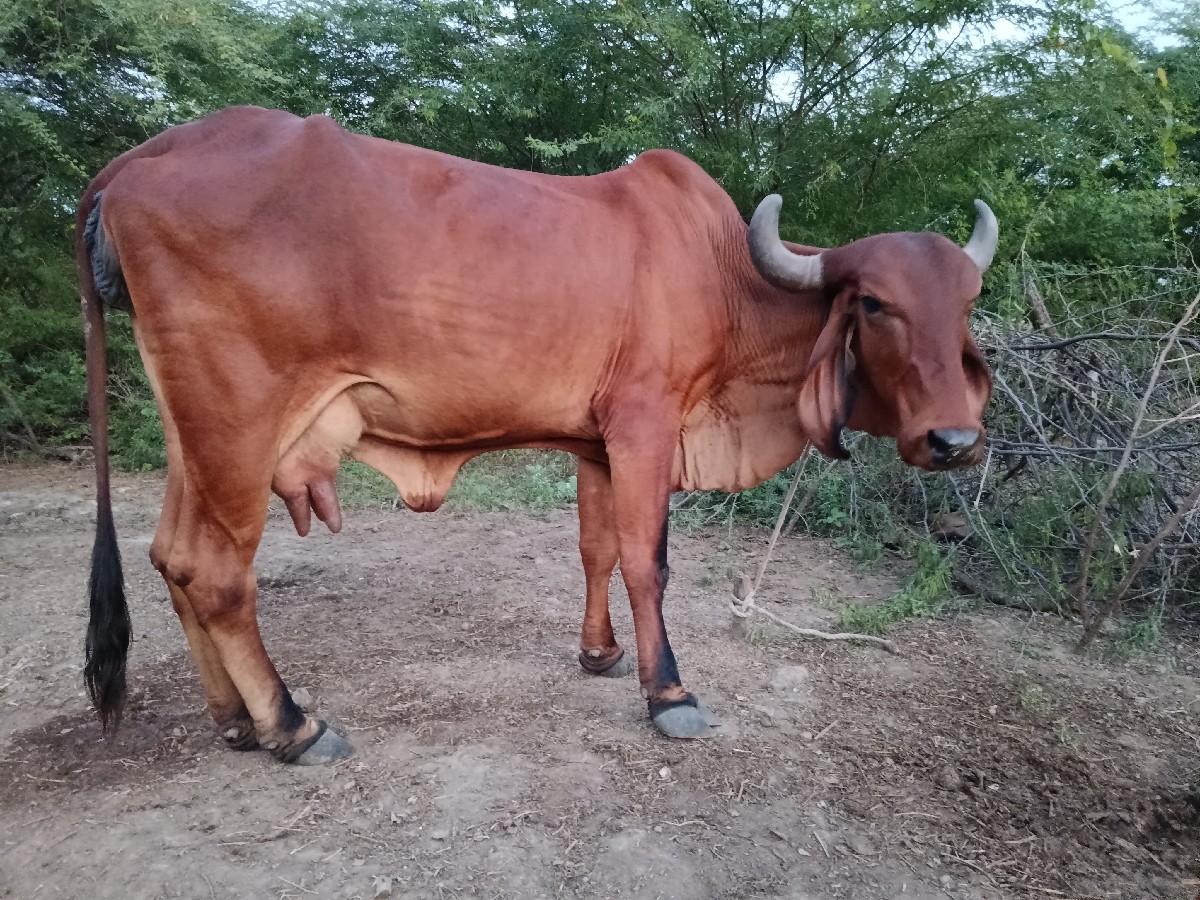 ગીર ગાય