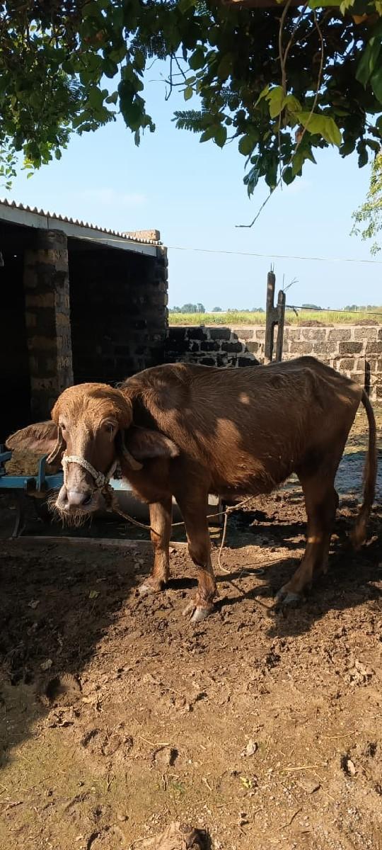 ઘડેલી વેચવાની છે