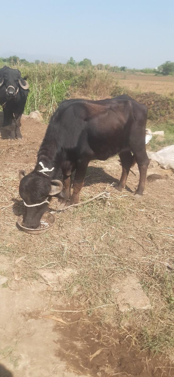 થંબનેલ 2