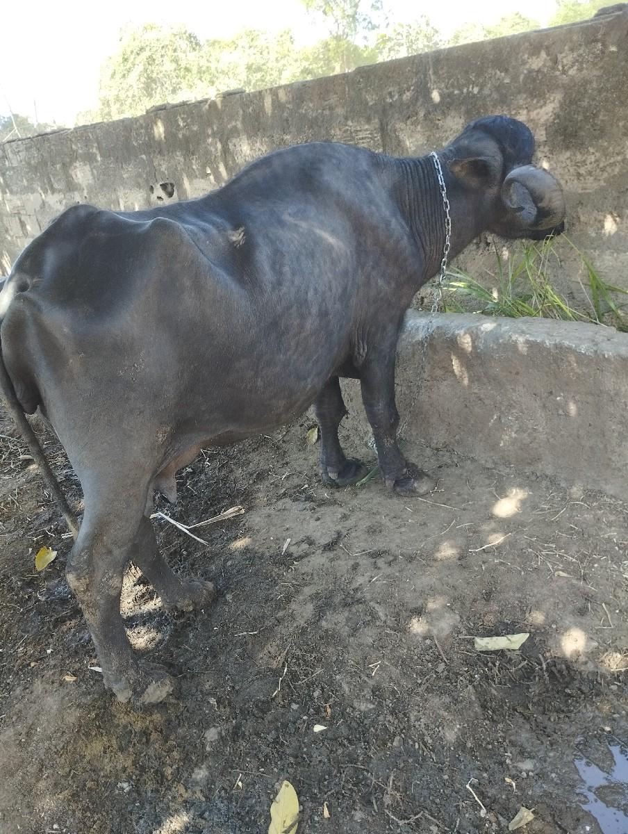 થંબનેલ 2